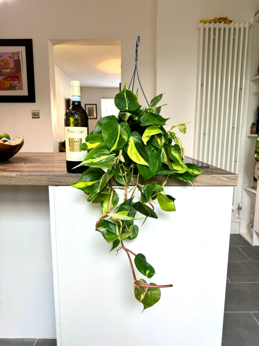 60cm Philodendron scandens brasil (Devils Ivy)