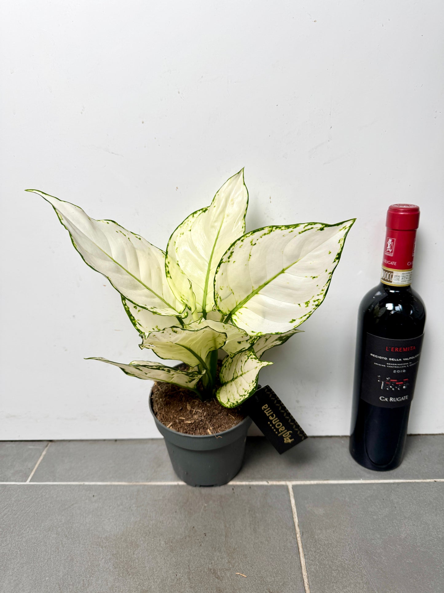 30cm Aglaonema White Joy