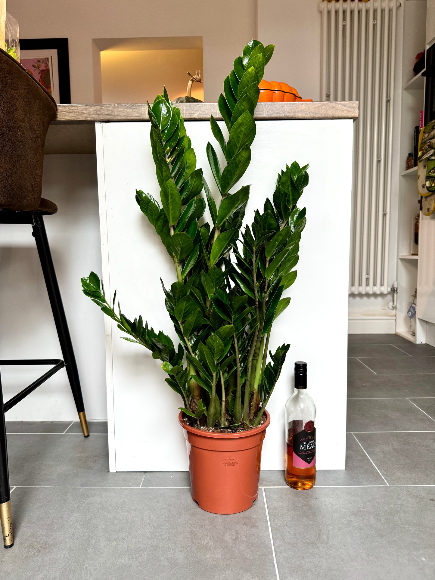 90cm ZZ Plant