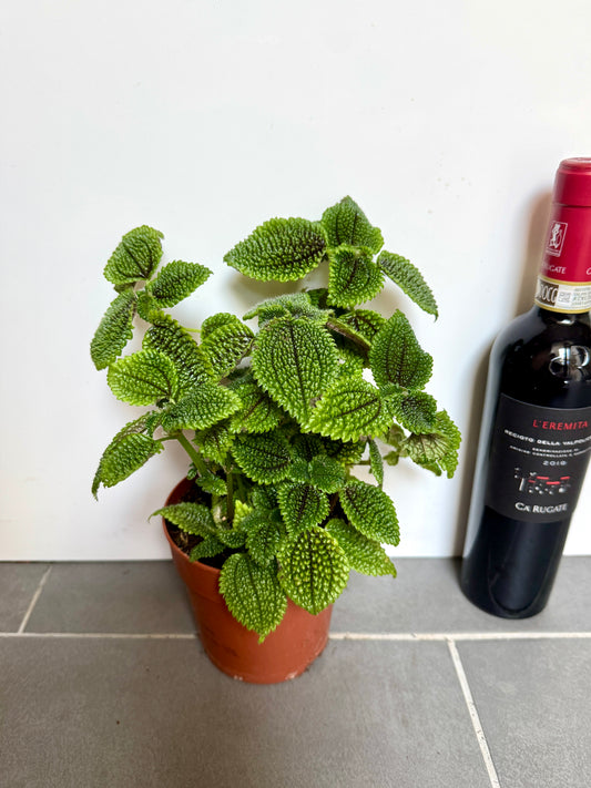 30cm Pilea Moon Valley