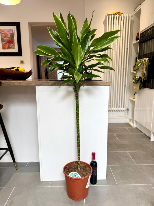 150cm Dracaena Golden Coast