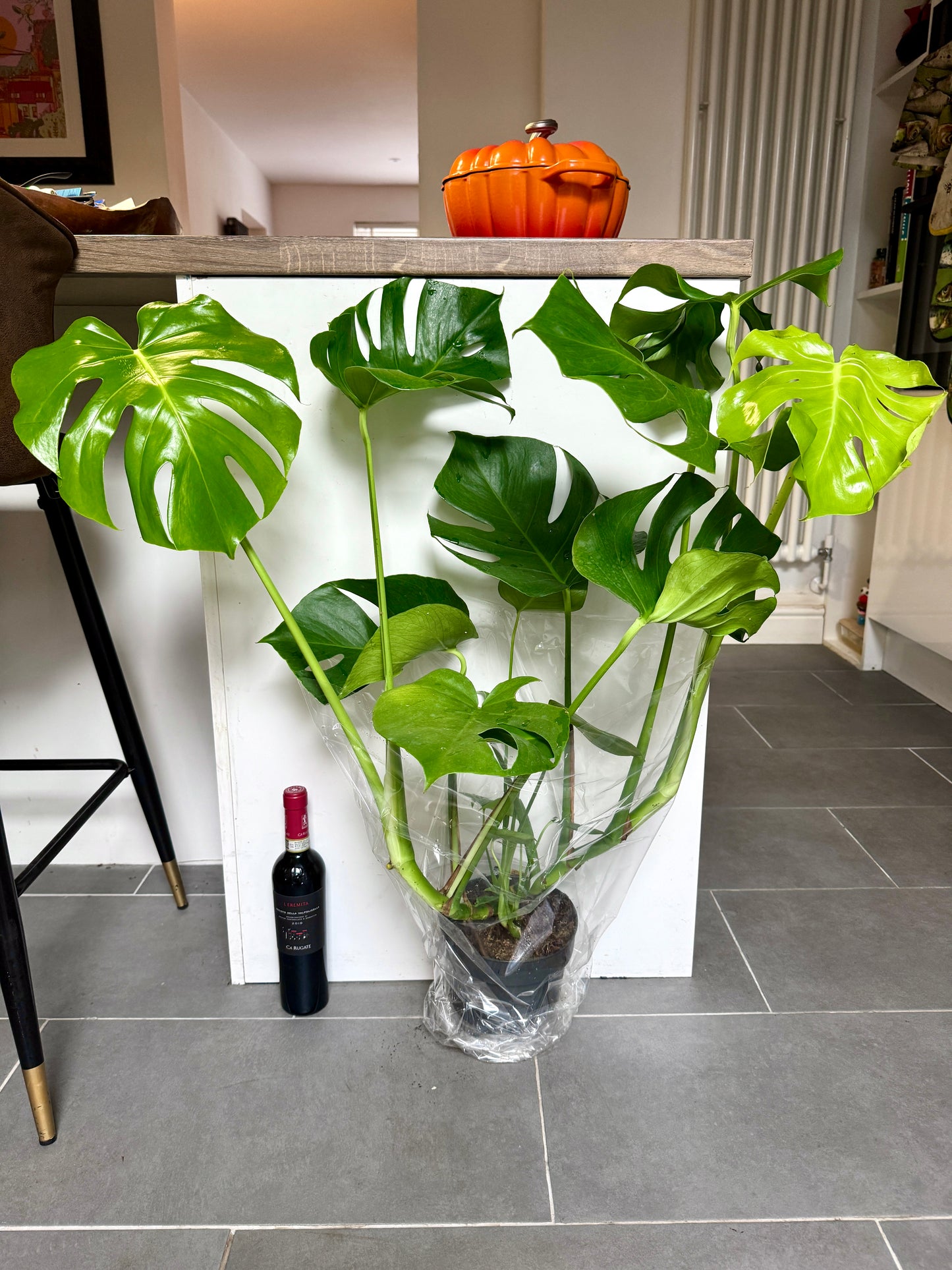80cm Monstera Deliciosa (Swiss Cheese Plant)