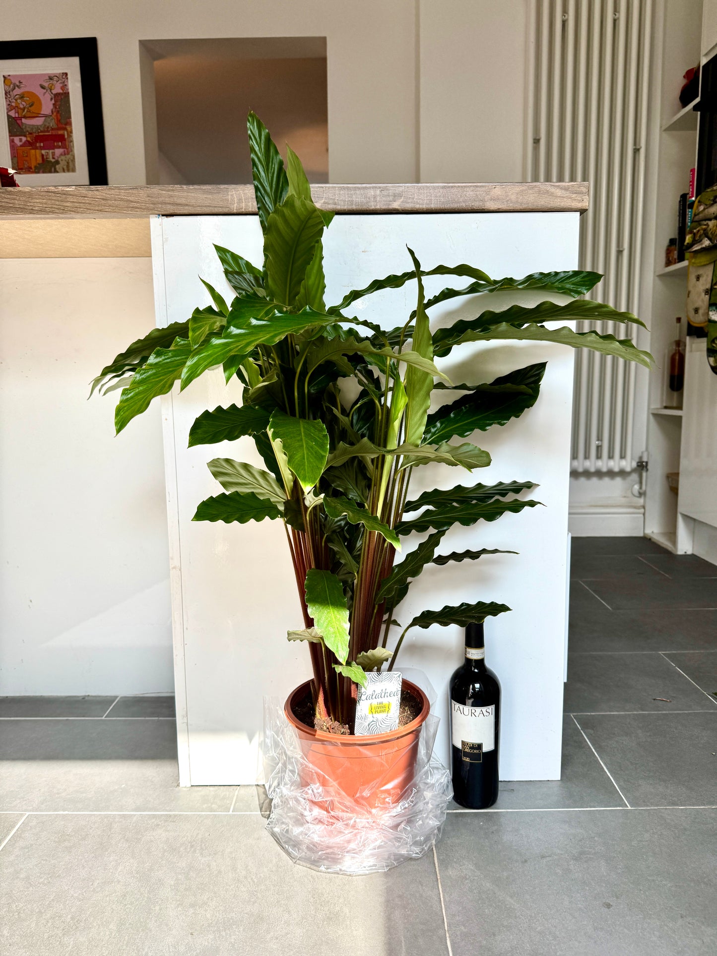 90cm Calathea Rufibarba