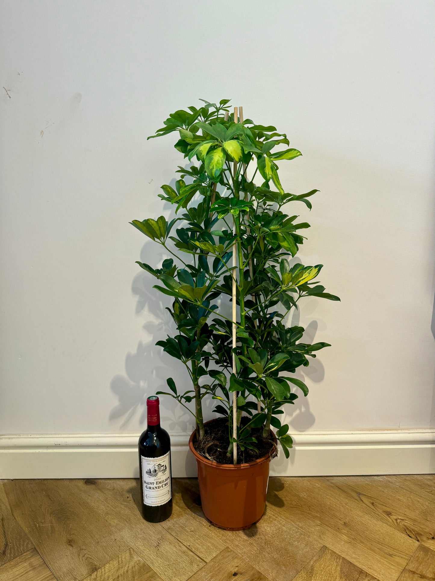 100cm Schefflera Gold Capella (Umbrella Plant)
