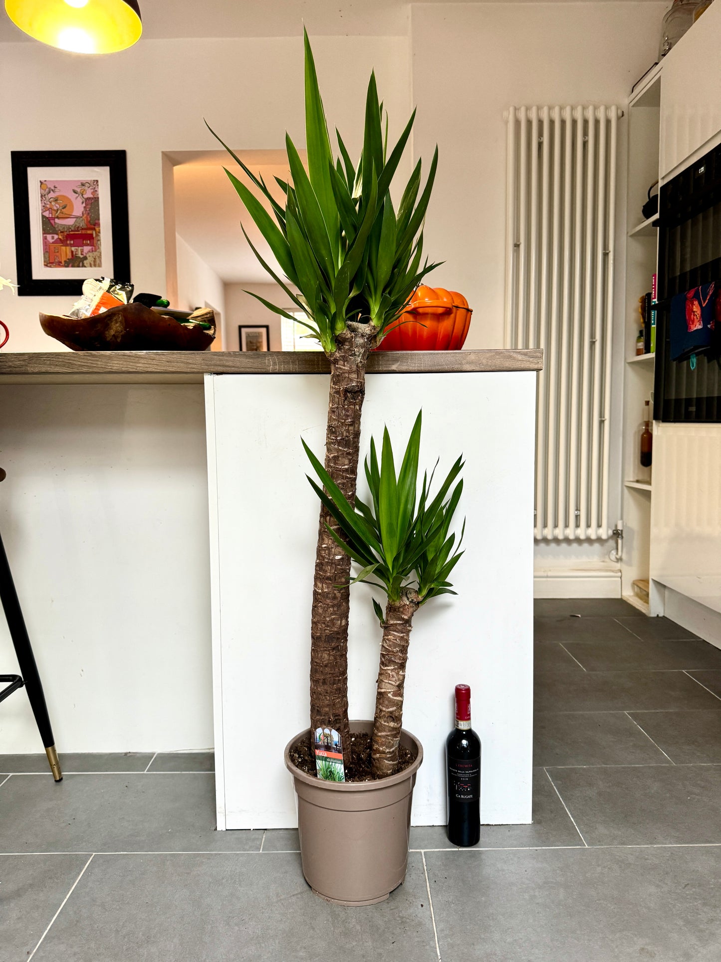 130cm Double Stem Yucca