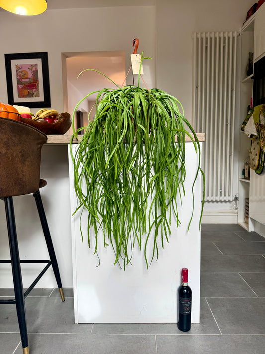 90cm Lepismium Bolivianum
