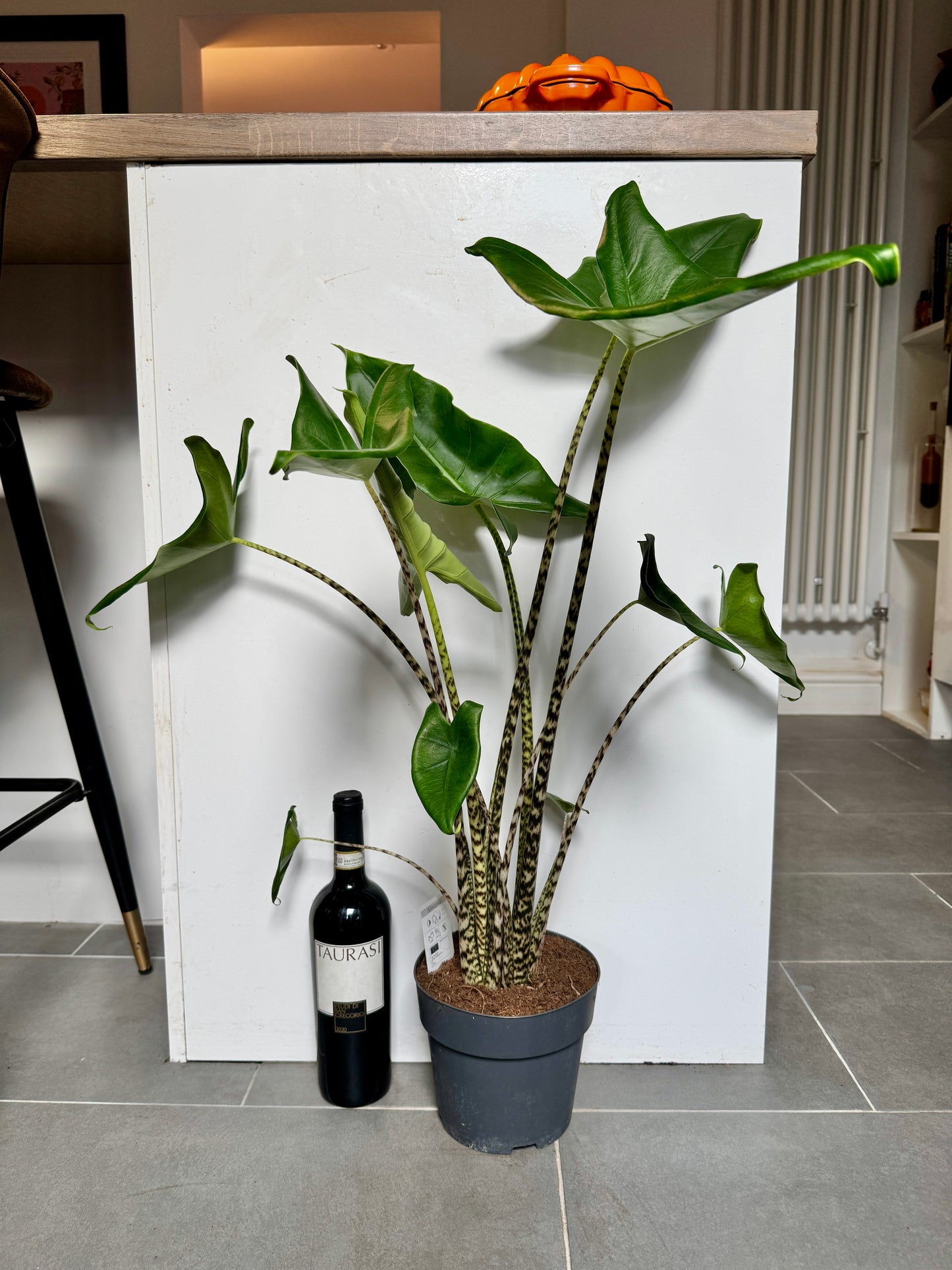 75cm Alocasia Zebrina