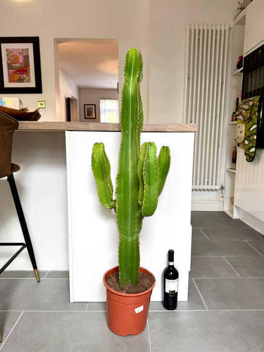 120cm Euphorbia Cactus