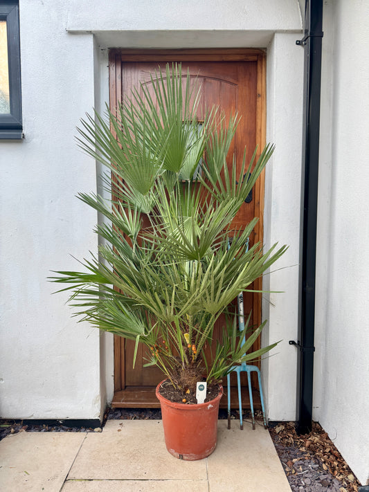 160cm Outdoor Chamaerops Humilis (Fan Palm)