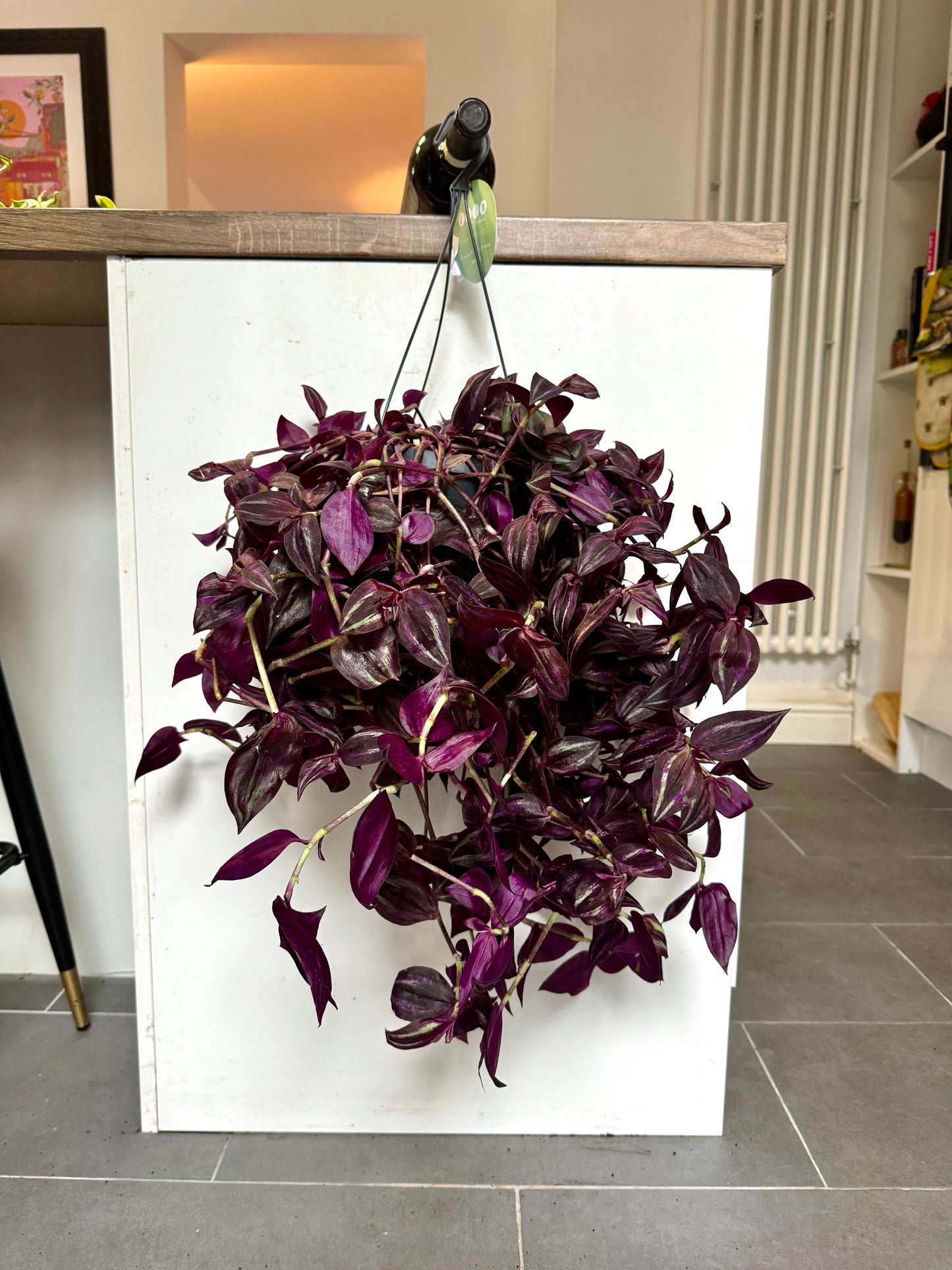 50cm Tradescantia Violet