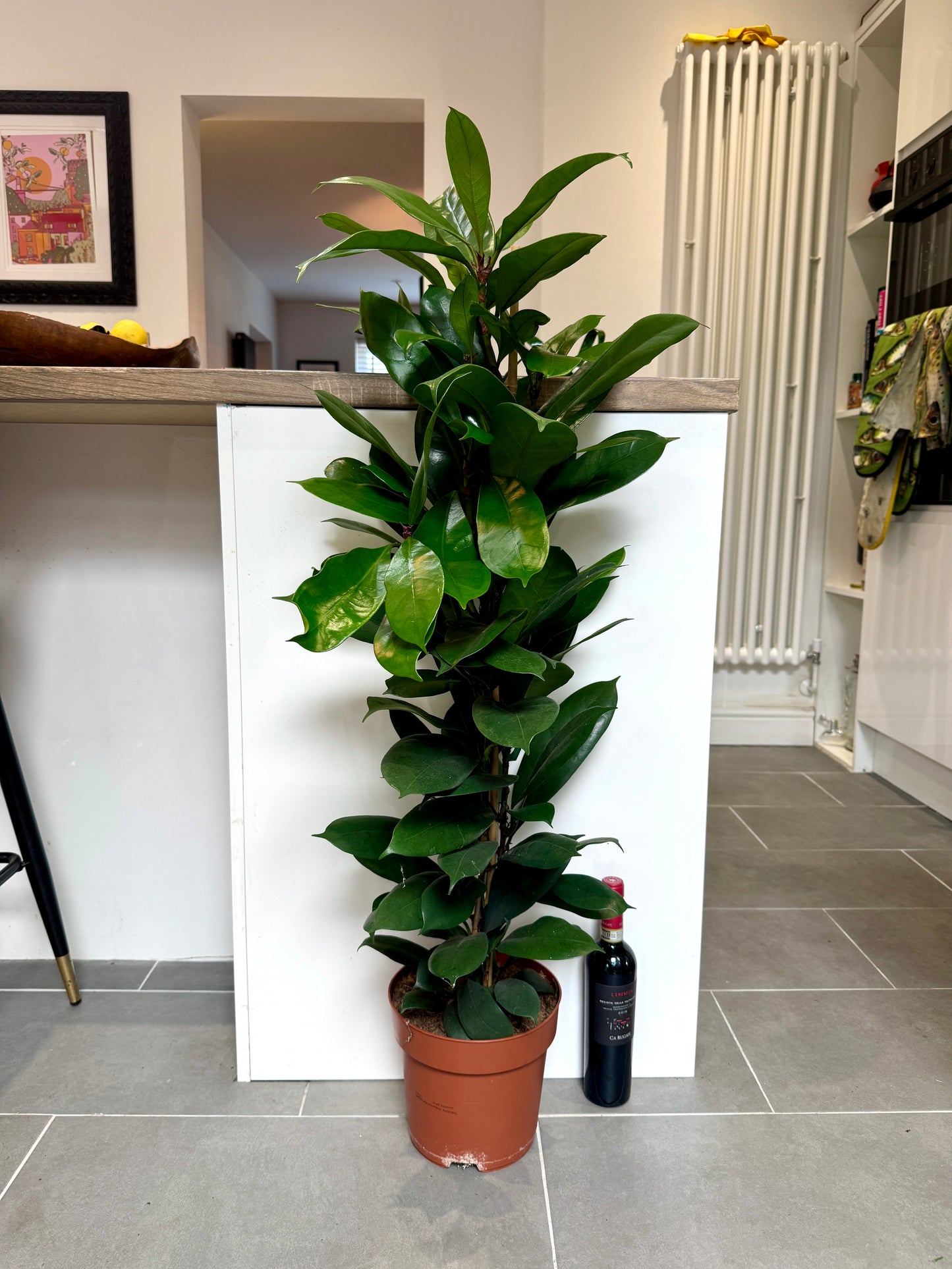 120cm Ficus Cyathistipula