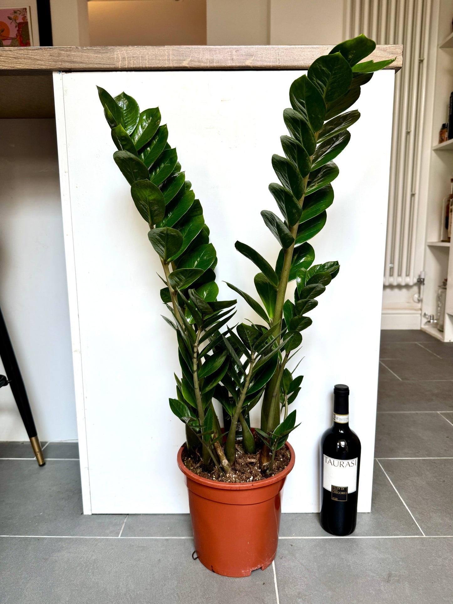 90cm ZZ Plant