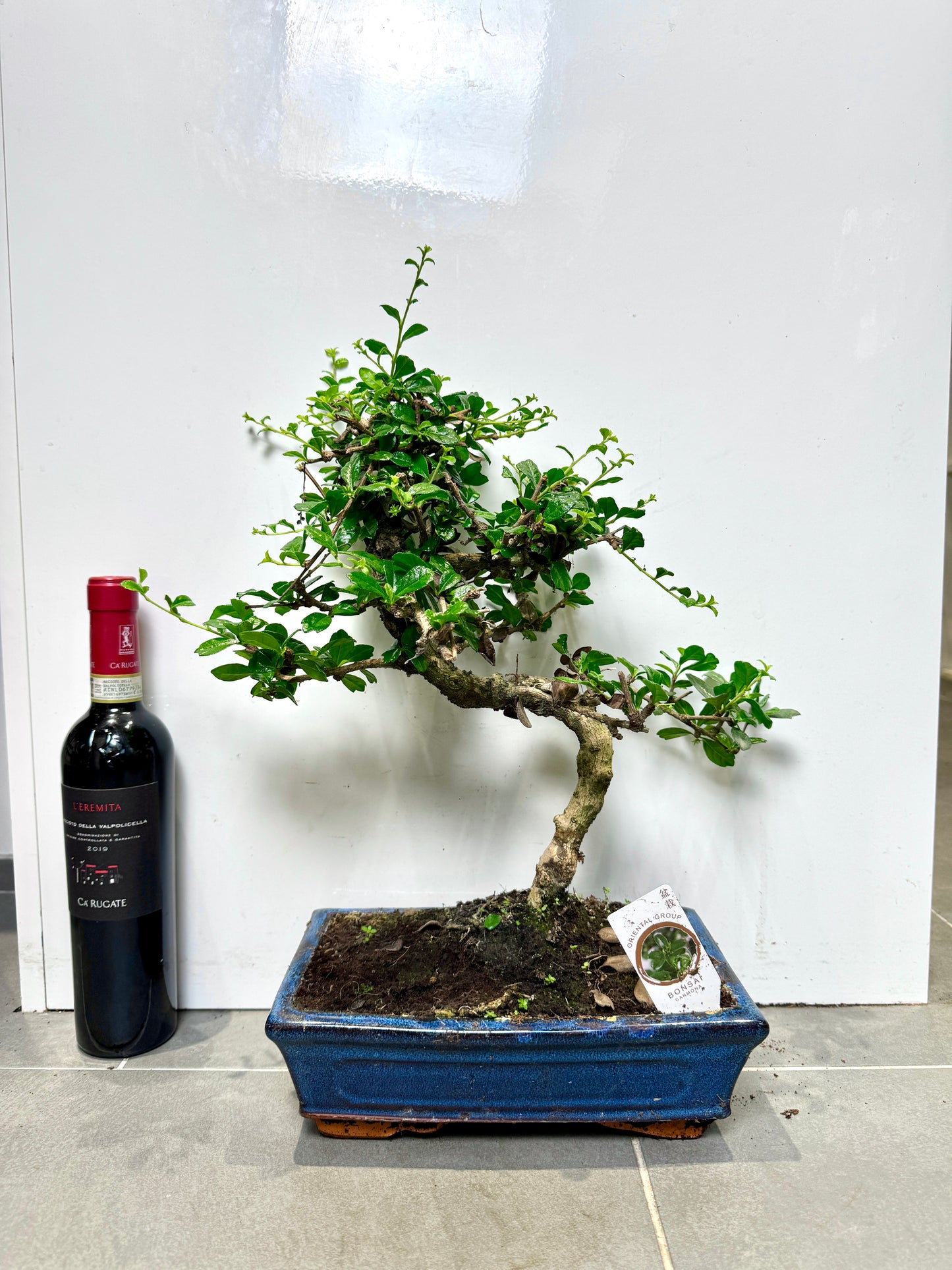 50cm Bonsai Tree in Ceramic Dish