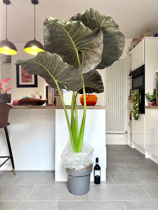 150cm Alocasia Regal Shield