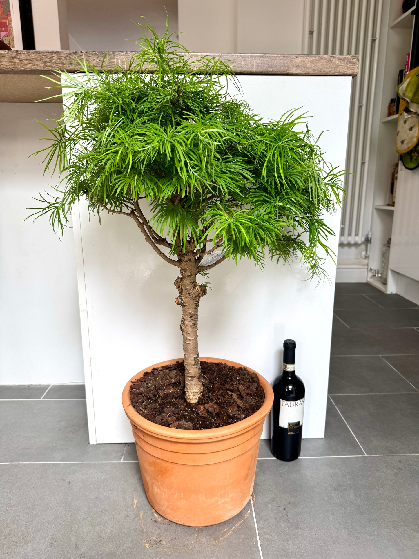 90cm Bonsai Larch Tree (Pseudolarix Amabilis)