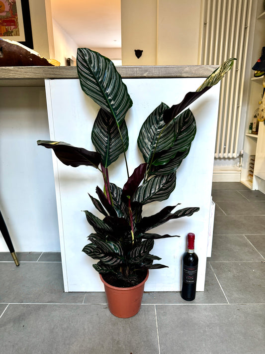 80cm Calathea Sanderiana