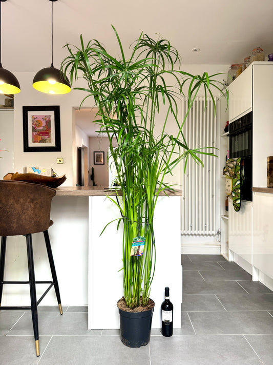 170cm Cyperus Papyrus Reed