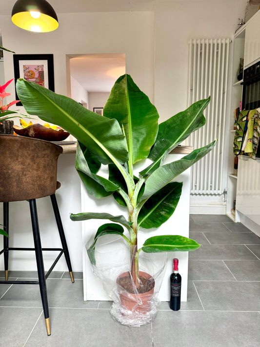 130cm Banana Tree (Musa Dwarf Cavendish)