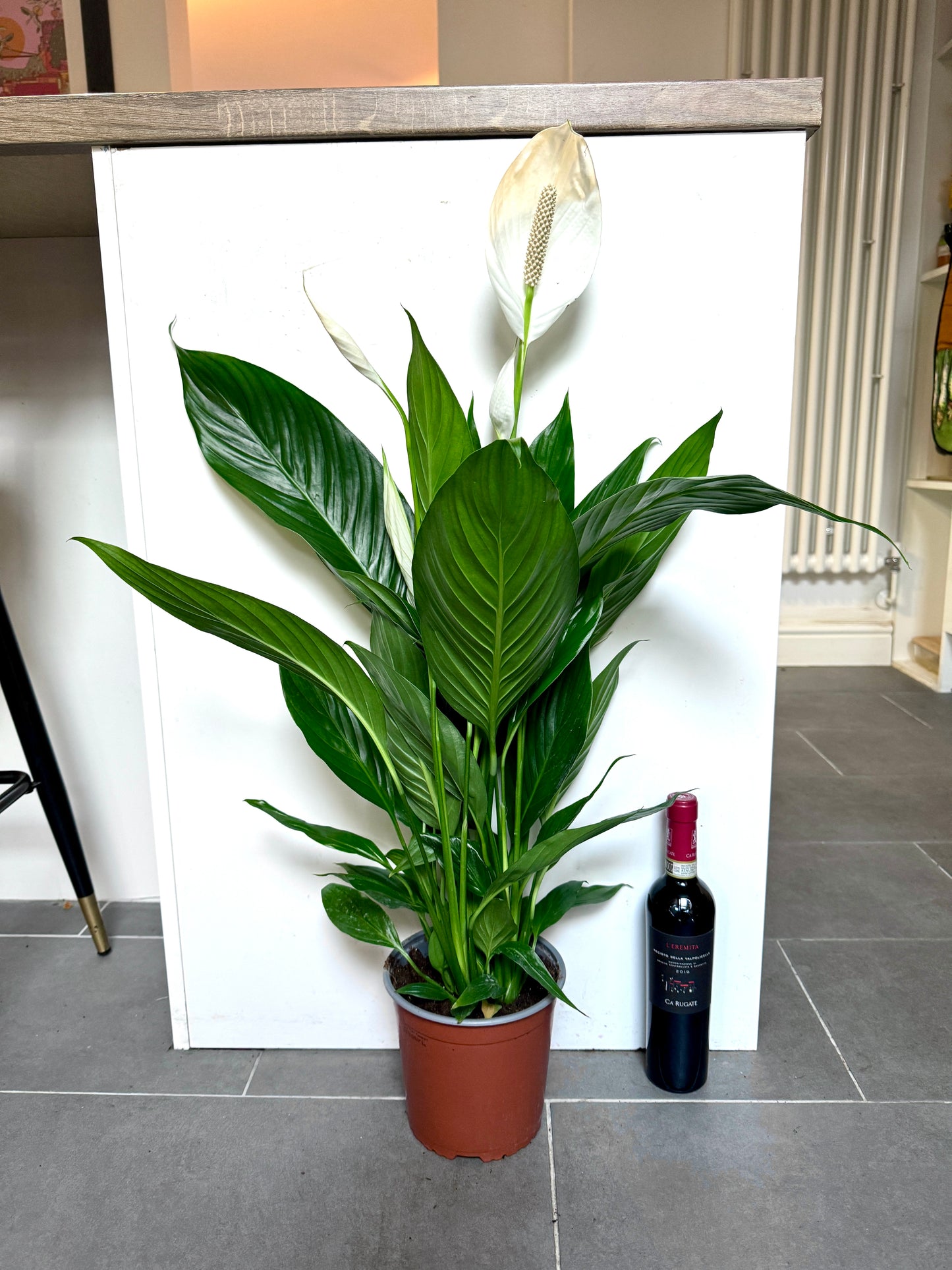 75cm Peace Lily