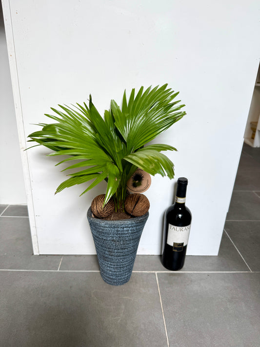 60cm Livistonia Rotundifolia (Footstool Palm)