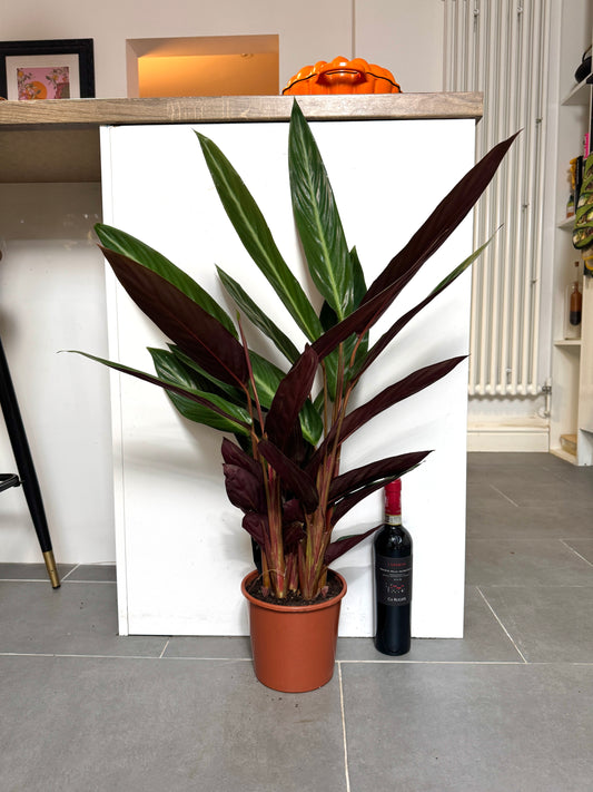 85cm Stromanthe Sanguinea Stripestar