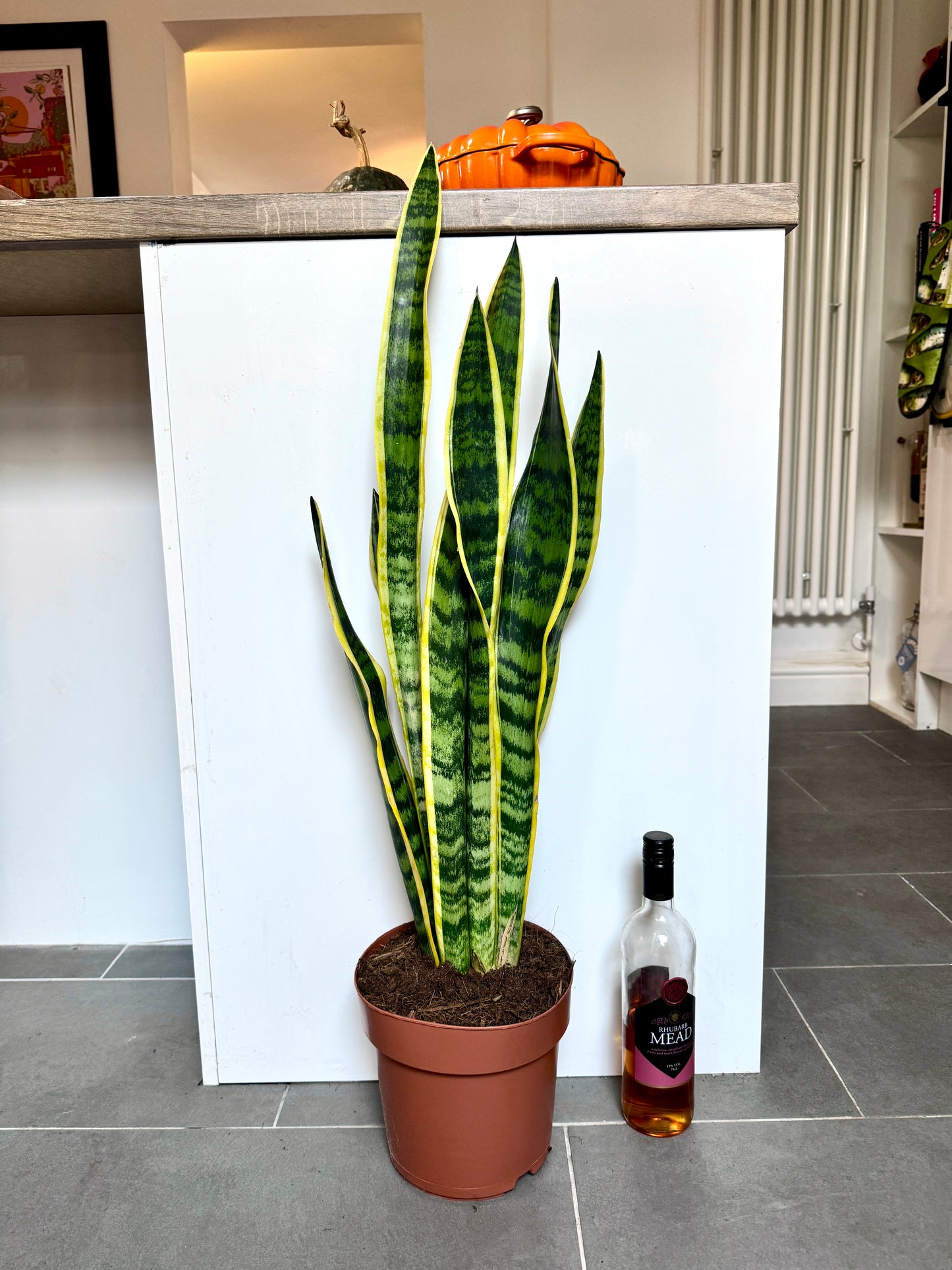 90cm Sansevieria (Snake / Mother in Law’s Tongue Plant)