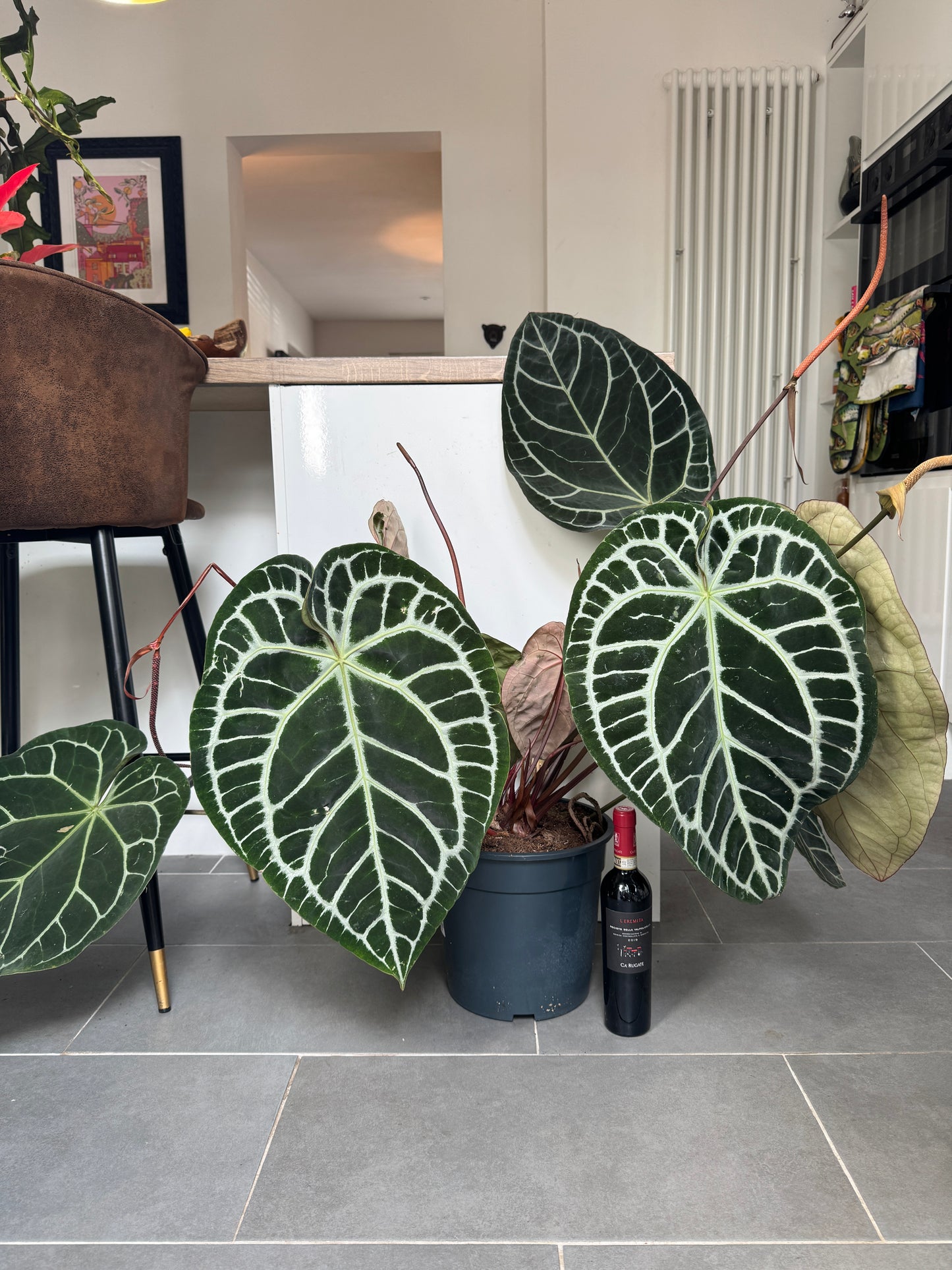 100cm Giant Anthurium Crystallinum