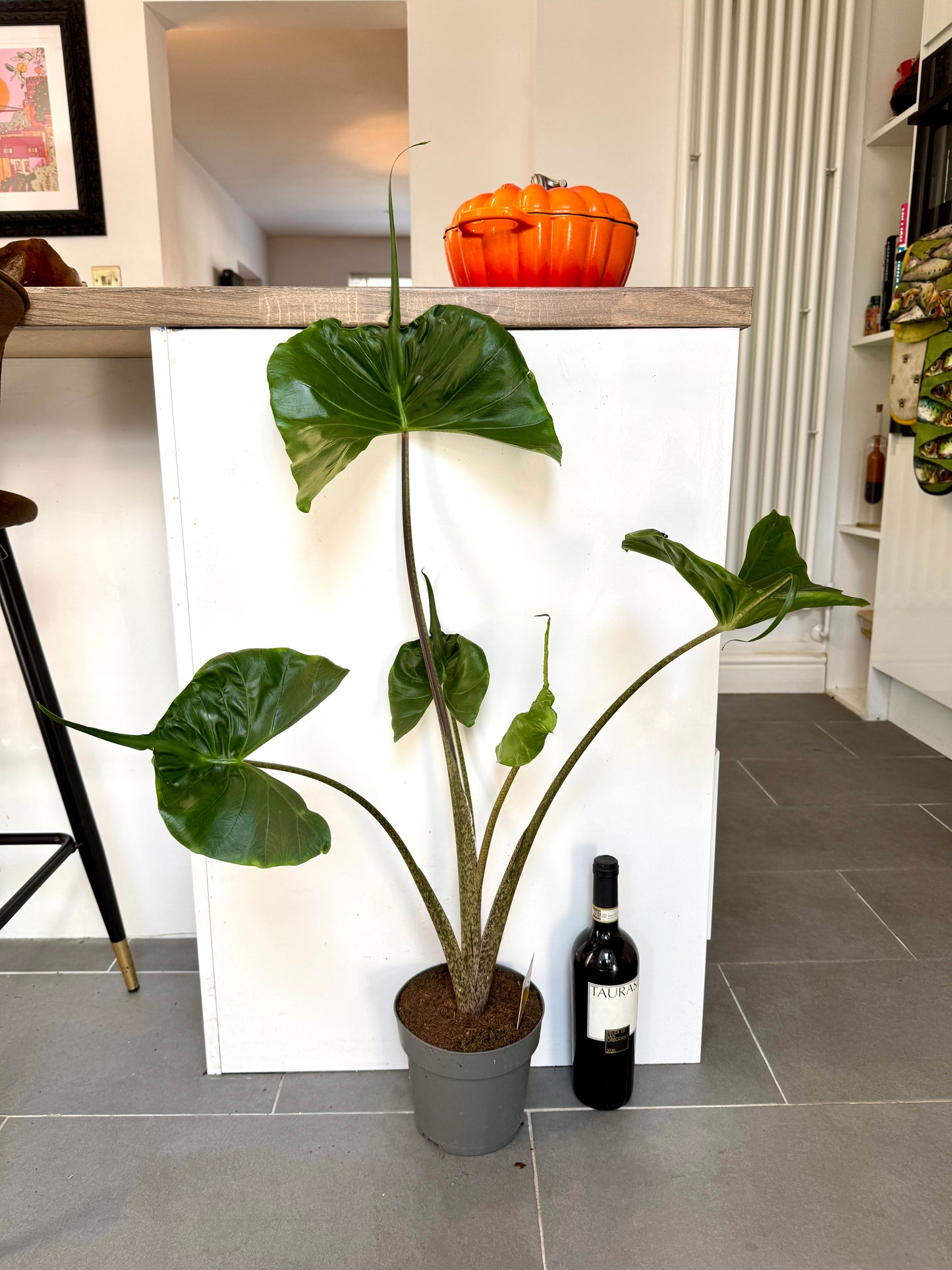 80cm Alocasia Stingray