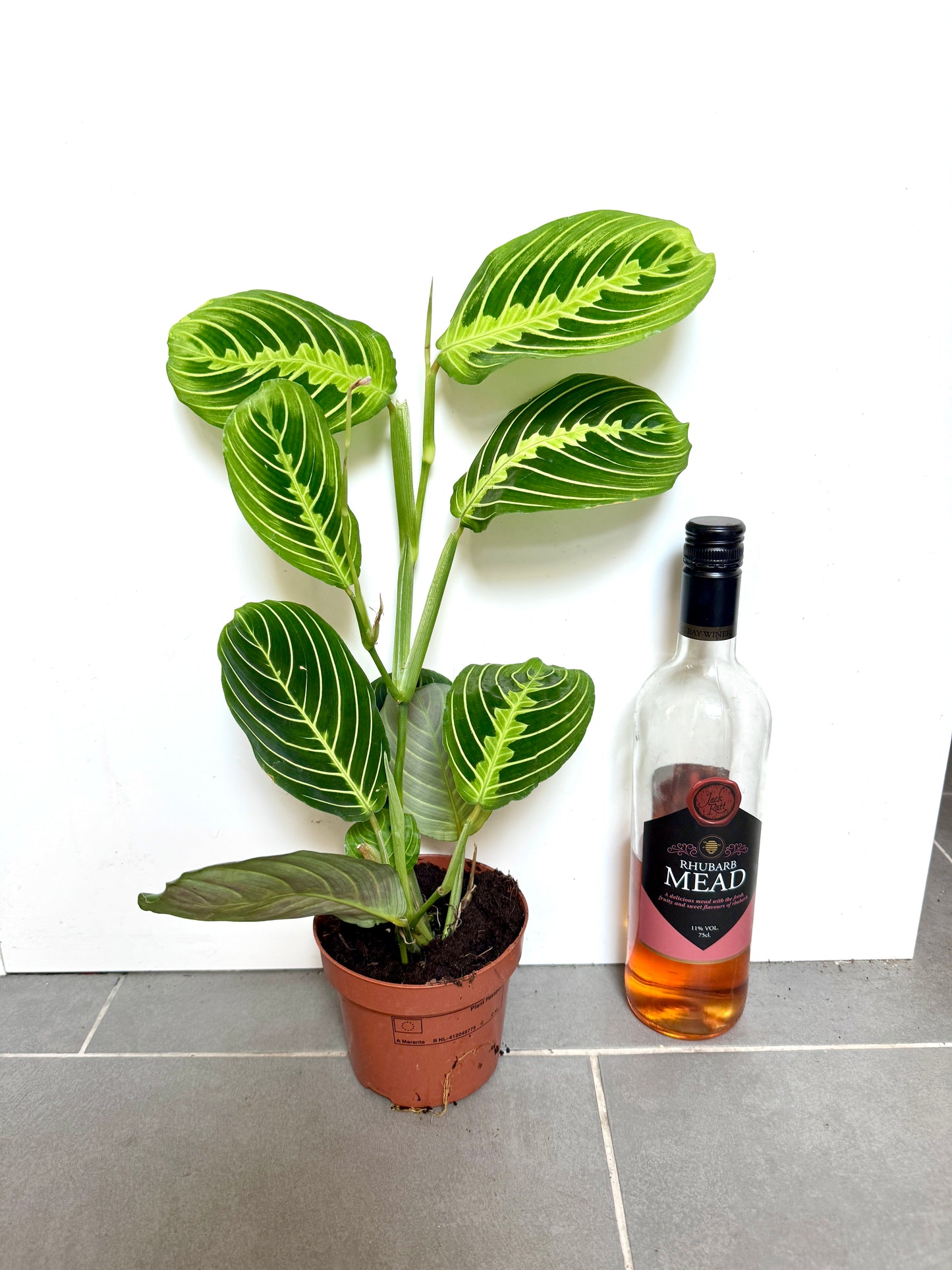 30cm Maranta Lemon Lime Prayer House Plant