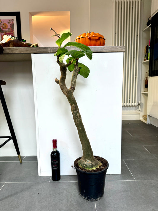 90cm Impatiens Mirabilis