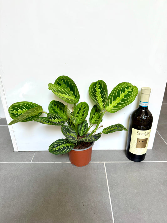 30cm Maranta Lemon Lime Prayer House Plant