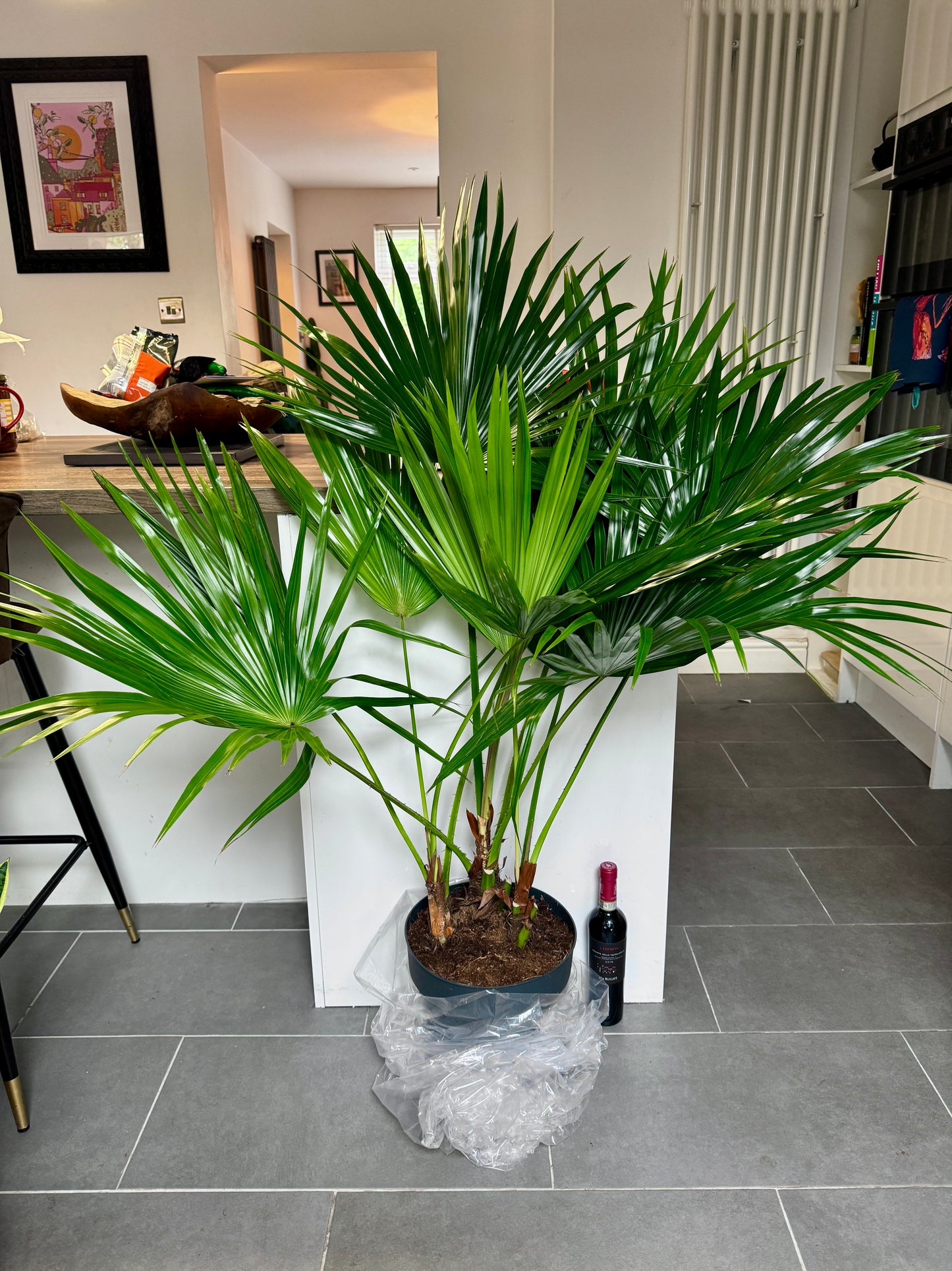 140cm Livistonia Rotundifolia (Footstool Palm Tree)
