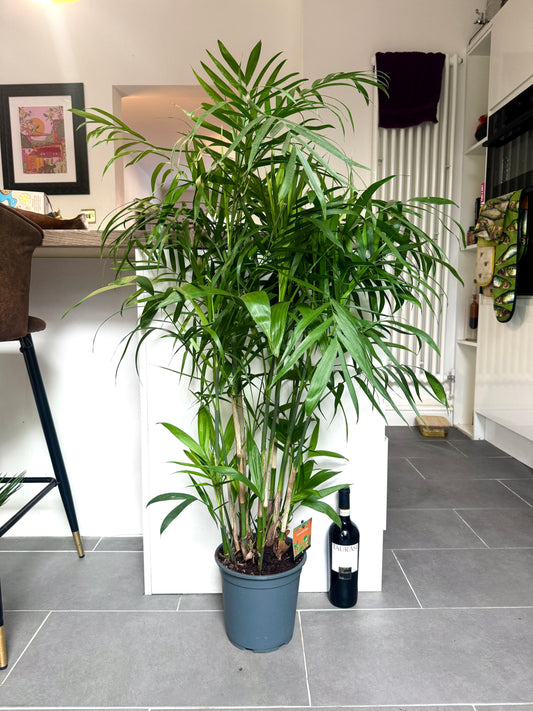 120cm Chamaedorea Seifrizii (Bamboo Palm)