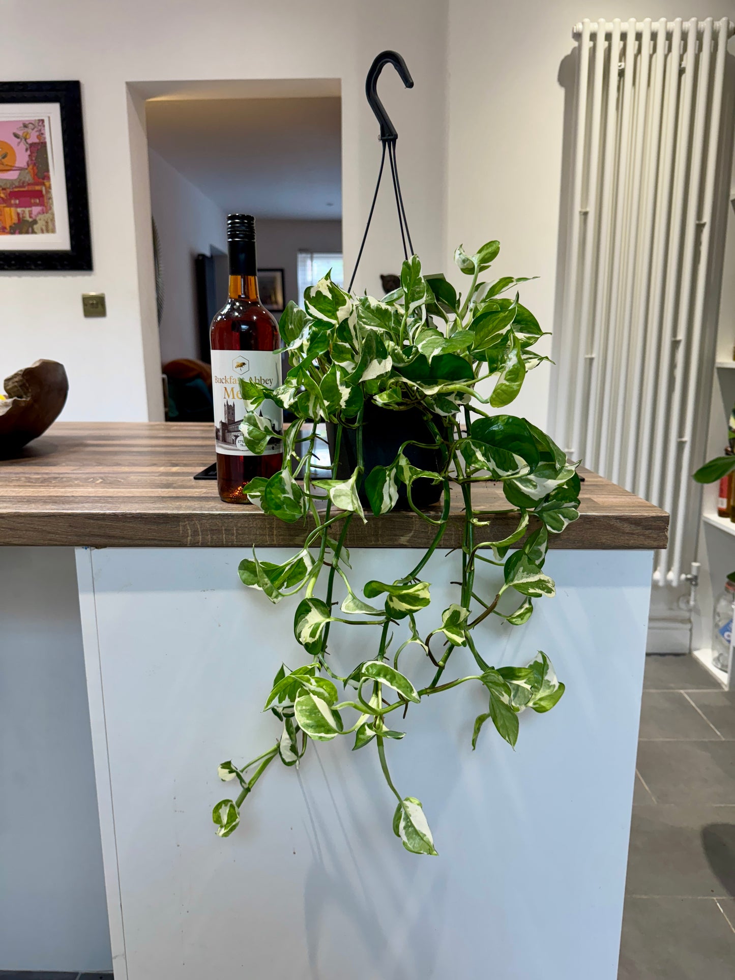 60cm Hanging Epipremnum Njoy