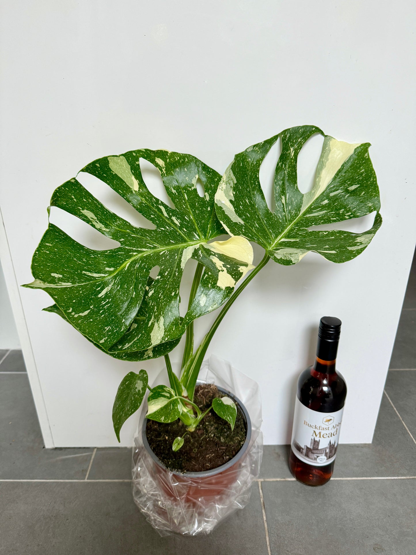 50cm Monstera Deliciosa Thai Constellation