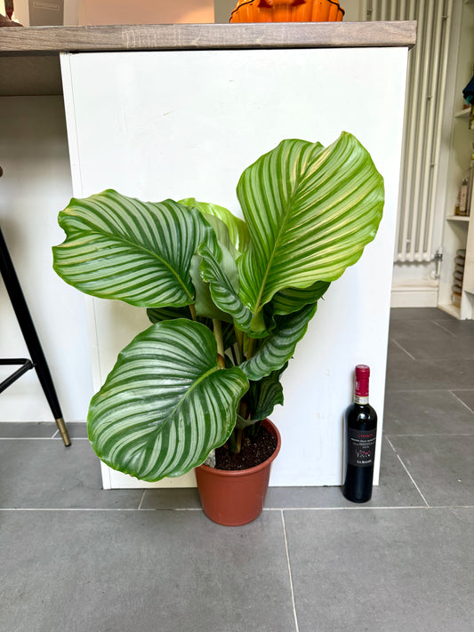 70cm Calathea Orbifolia