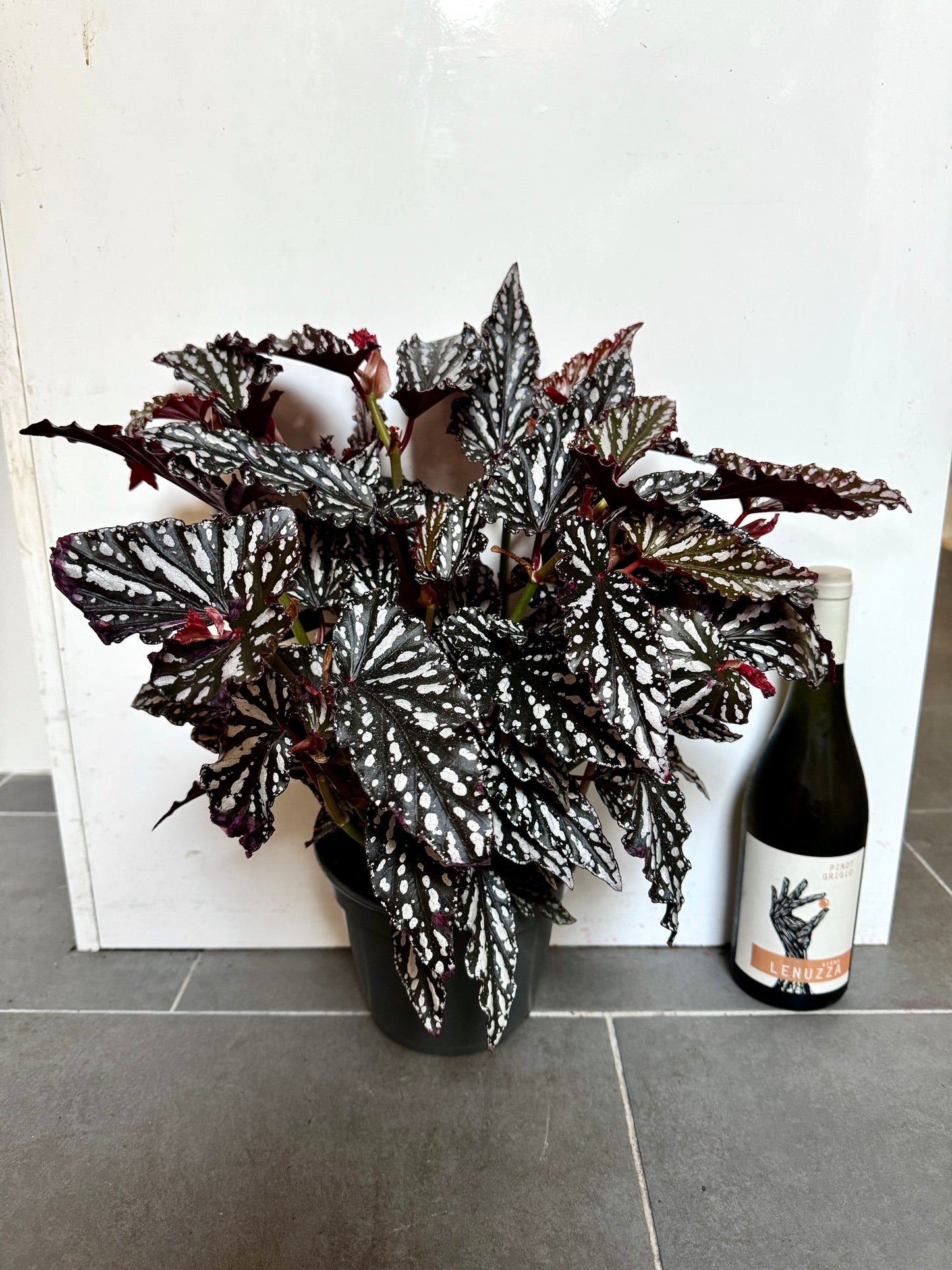 50cm Begonia Maculata Dark Form