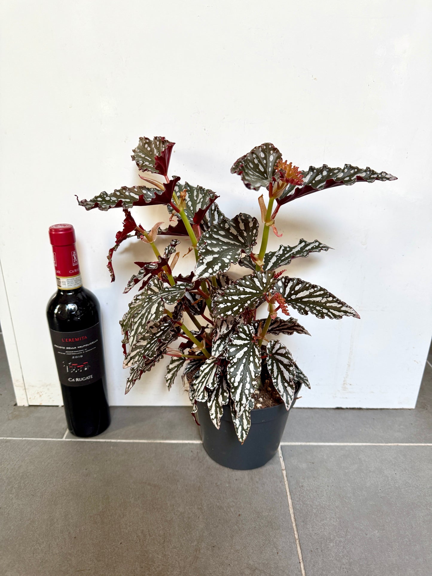 40cm Begonia Maculata Dark Form
