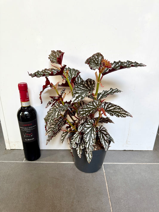 40cm Begonia Maculata Dark Form