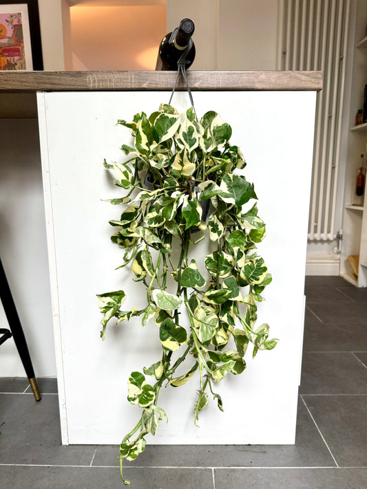 60cm Hanging Epipremnum Njoy