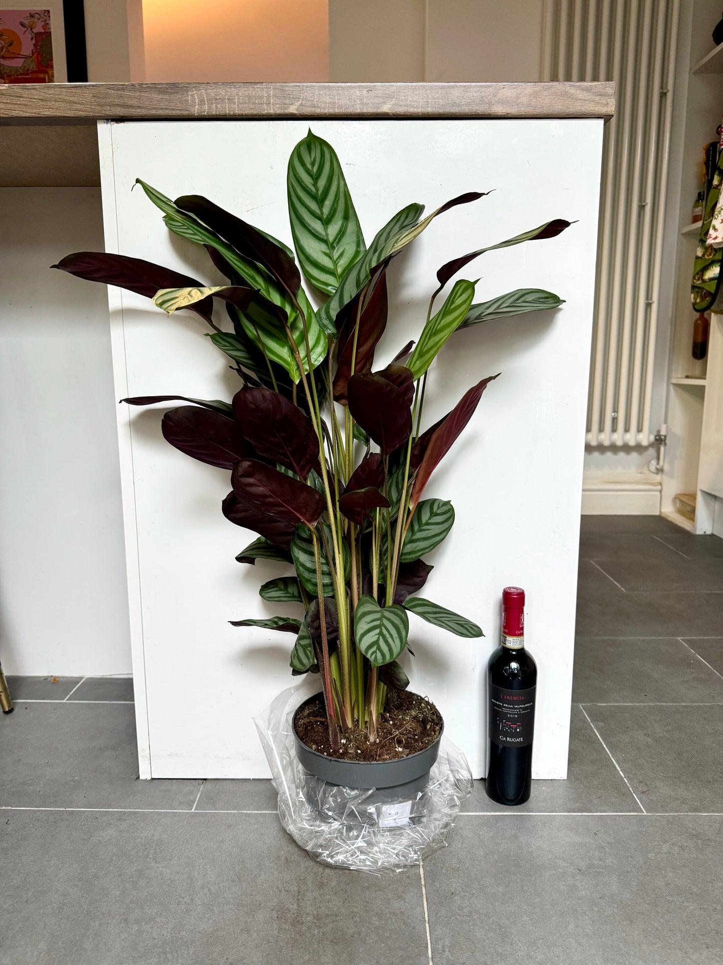 65cm Ctenanthe Green Flag (Prayer Plant)