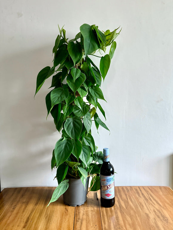 90cm Philodendron Scandens