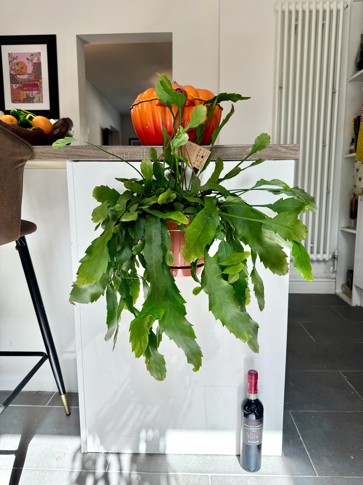 60cm Hanging Rhipsalis