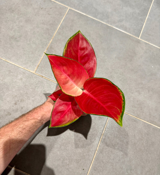 25cm Aglaonema Valkyri