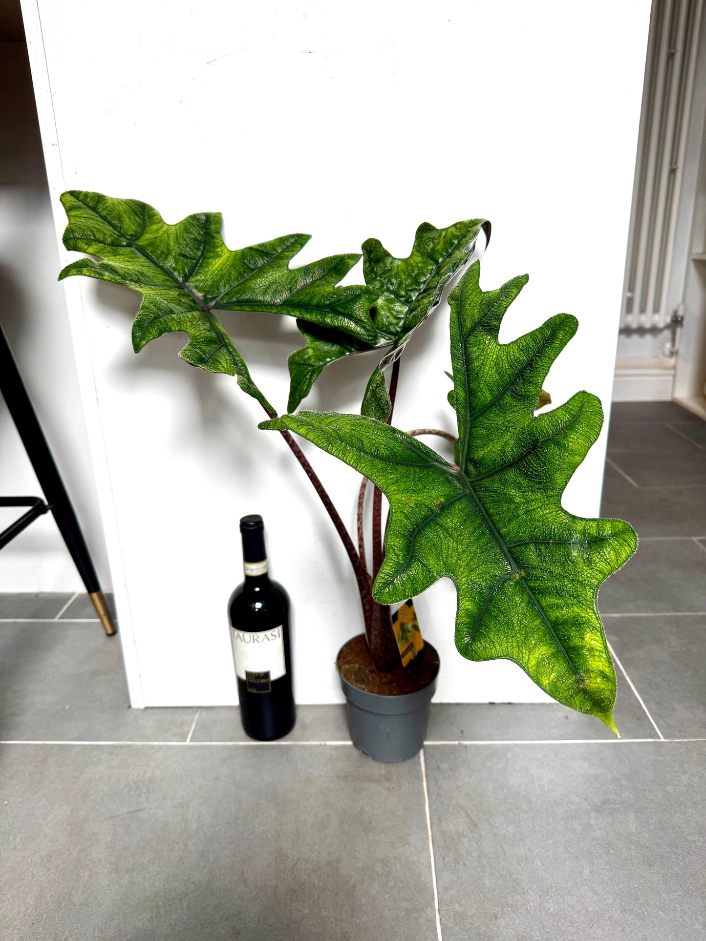 70cm Alocasia Jacklyn