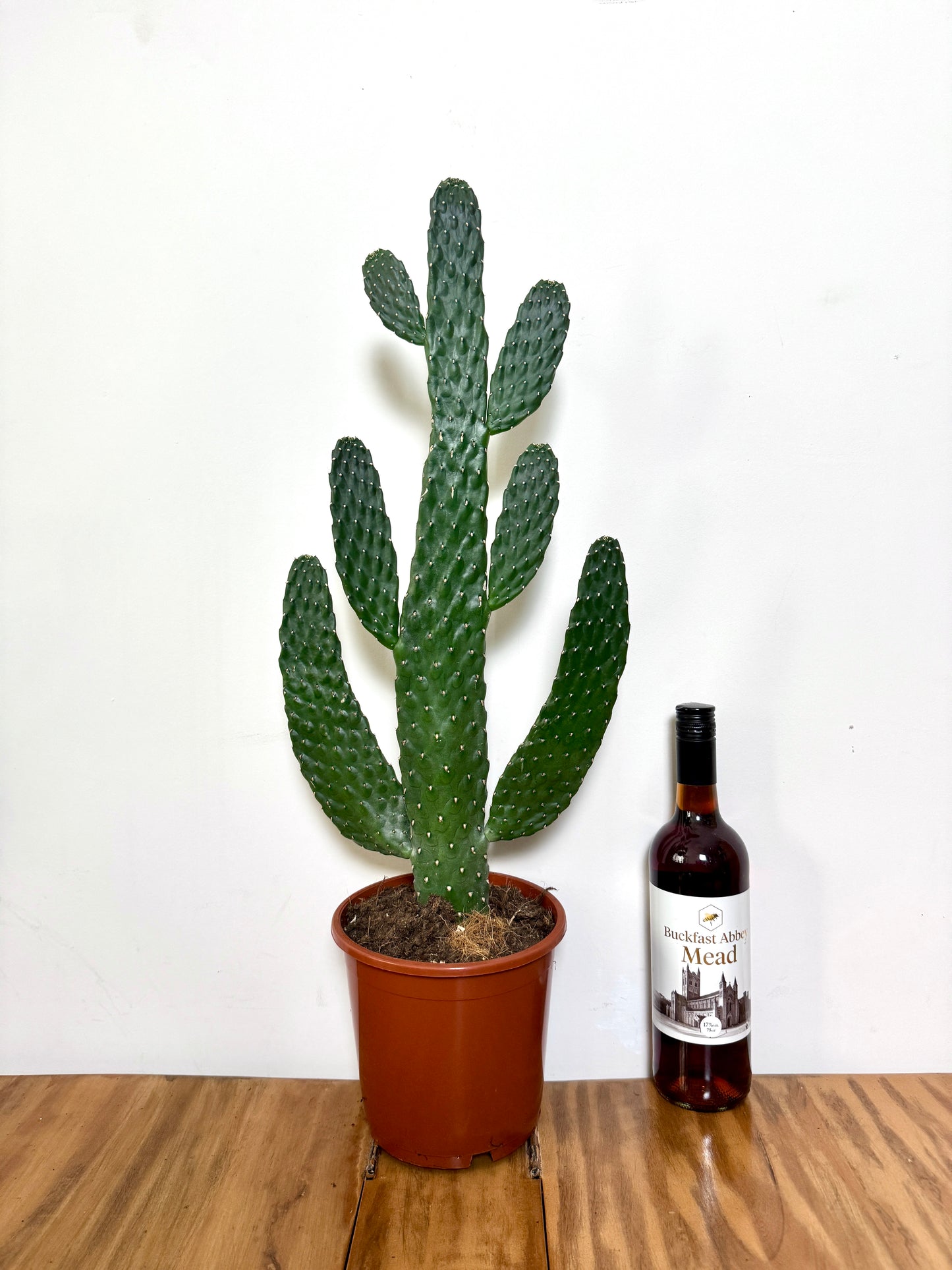 70cm Opuntia Cactus