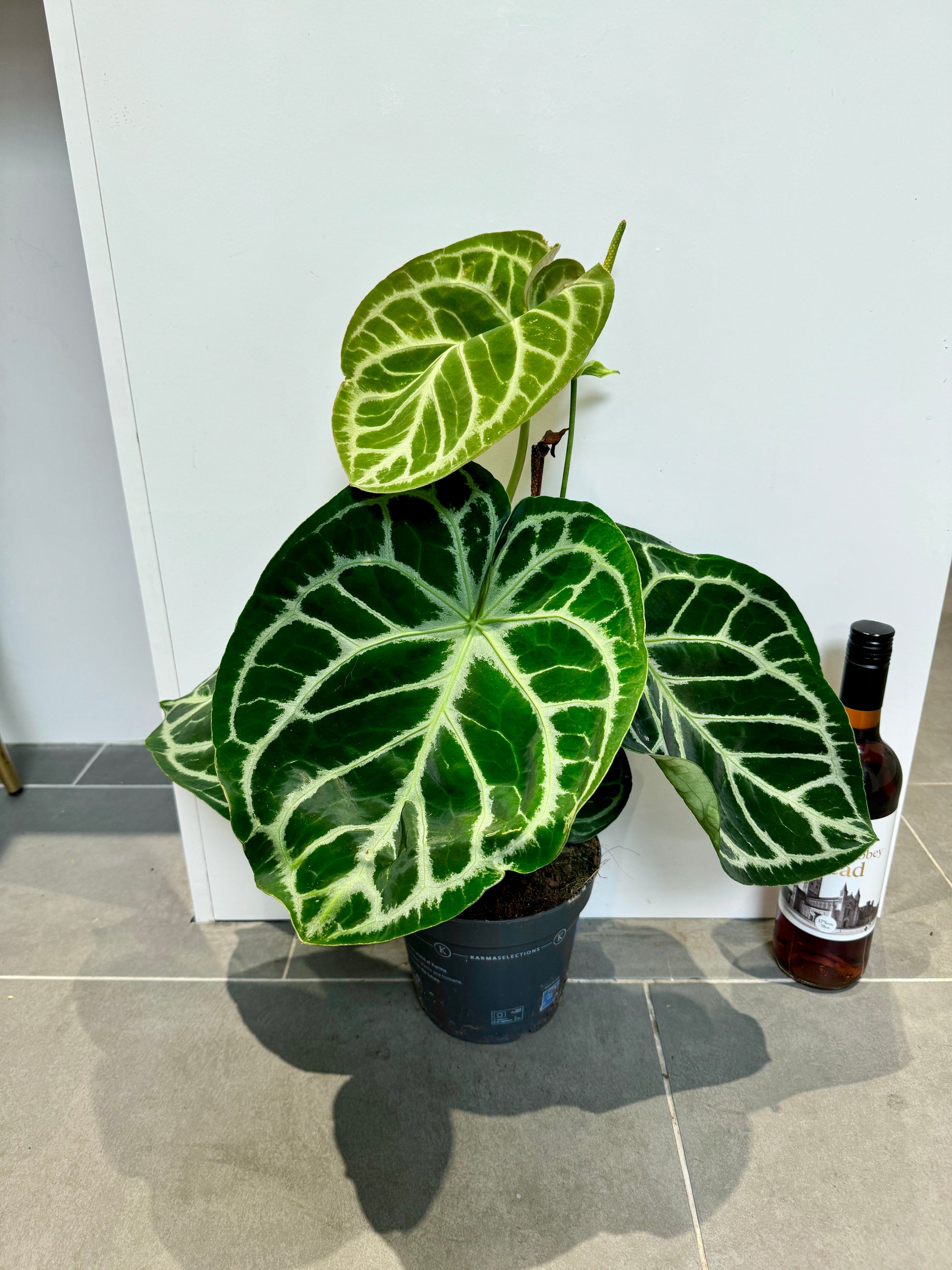 anthurium clarinervium uk buy 70cm Giant Anthurium Clarinervium – Bristol Plant Man