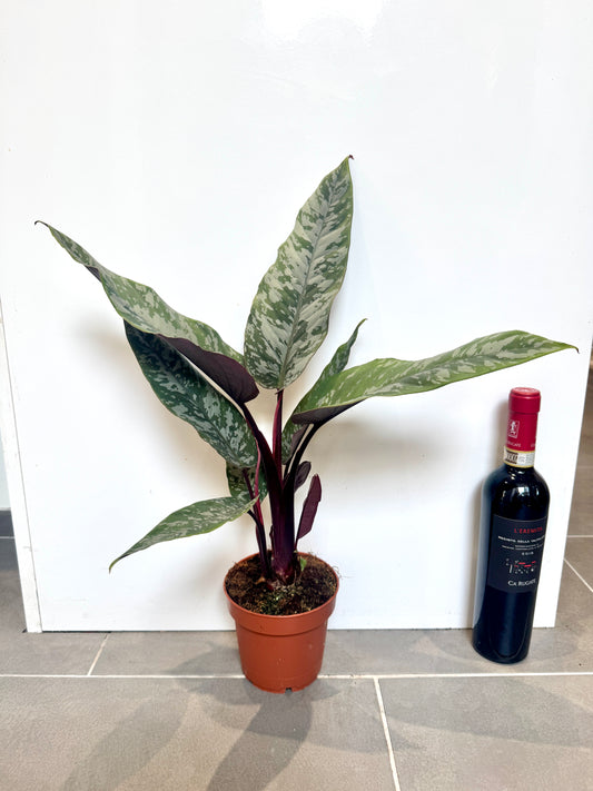40cm Apoballis Acuminatissima (Purple Sword Plant)
