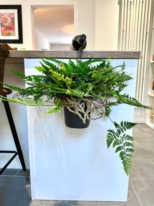 50cm Humata Tyermannii (White Rabbit Foot Fern)