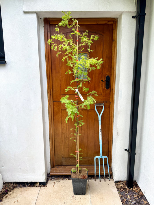 180cm Outdoor Metasequoia Glyptostroboides (Dawn Redwood Tree)